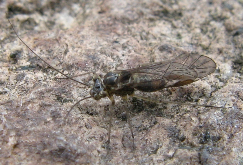 Mesopsochus (Psocoptera)